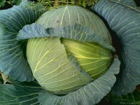 湖北钟祥平包：旧口镇岳国平