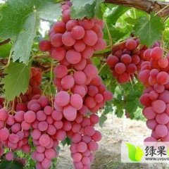 山东海阳红提：发城镇三农红提合