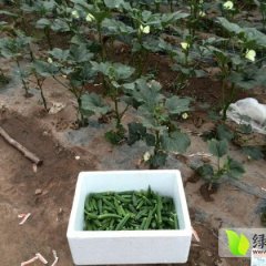 海南美兰黄秋葵：万恒城丁梦琪