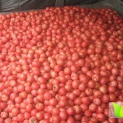 内蒙古松山硬粉西红柿上市：大庙镇周浩