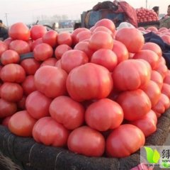 河南开封县金鹏：曲兴子李立波