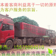 潘家湾蔬菜基地冬强甘蓝今日价格0.13元/斤