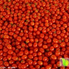 山东莘县圆粉：燕店王胜雷