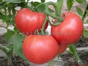 山东济阳粉百利西红柿大量供应