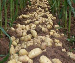 河北围场荷兰十五价格上涨，欲购从速