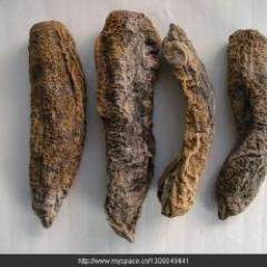 广西海城海参：海城路李娟