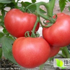 需要鲜红色的西红柿，包装整齐