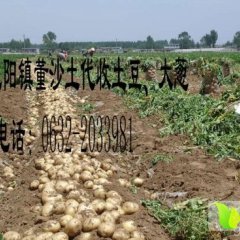 山东滕州龙阳镇董沙土村荷兰十五