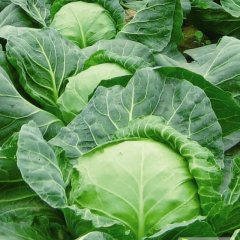 山东青州甘蓝：东夏吕振斌