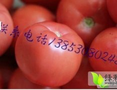 山东硬粉西红柿大量上市.