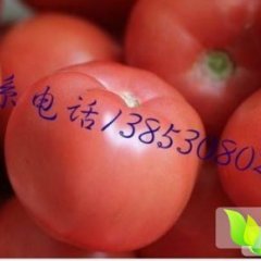 山东硬粉西红柿大量上市.