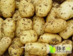 黑龙江依安土豆最新价格