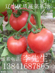 2014年辽宁太和粉红西红柿价格