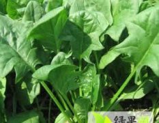 山东金乡大叶菠菜：兴隆王辉