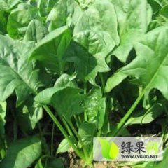 山东金乡大叶菠菜:兴隆王辉