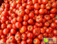 山东定陶硬粉西红柿 质优量大