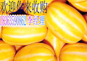2014年山东莘县黄金瓜价格