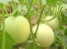 2014年山东莘县白瓜价格