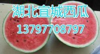 湖北宜城黑美人西瓜6月上市