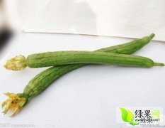 山东莘县合作社种植的鲜花丝瓜，瓜直，口感好