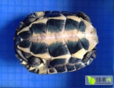 广东番禺大量出售纯正南石中龟 1-1.8斤不等