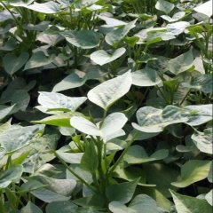 湖北黄陂薯尖和薯尖苗：甘棠镇皮