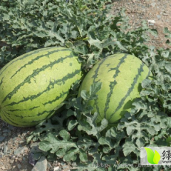 内蒙古西瓜7到10月上市，品种全