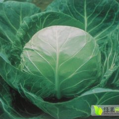 湖北省天门市多宝镇许光洪甘蓝，