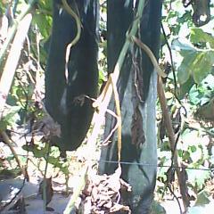 广西扶绥黑优大冬瓜：渠黎镇黄新胜