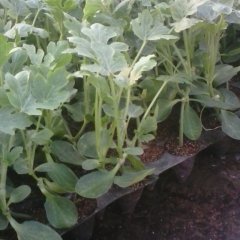 山东禹城京欣西瓜嫁接苗 量大质优