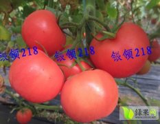 山东菏泽银领218西红柿