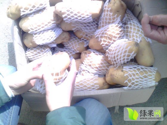 荷兰十五价格