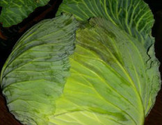 河南新野甘蓝大量上市，量大价优