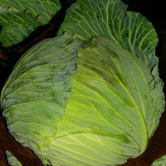 河南新野甘蓝大量上市，量大价优