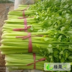 山东青州优质小棵芹菜上市中