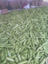 山东东昌府佳美西葫芦：沙镇贾兆刚