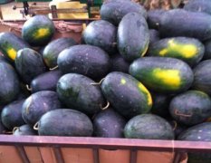 广西扶绥黑美人西瓜预计4月上市