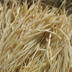 云南大理市韭菜根：大理市杨常春