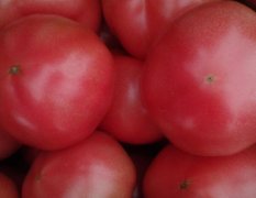 河北昌黎硬粉西红柿种植面积上千