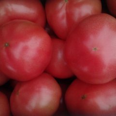 河北昌黎硬粉西红柿种植面积上千