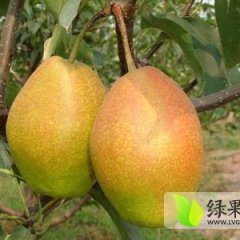 陕西大荔建中瓜果行红香酥梨