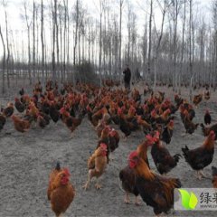 黑龙江佳木斯郊区土鸡