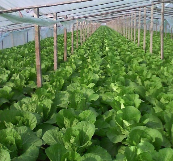 2014年山东青州菊锦价格
