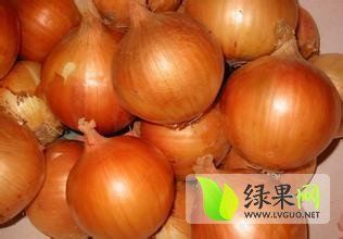 河南新野黄皮洋葱生产基地开始大量供应