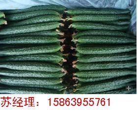 2014年山东兰陵德瑞特721黄瓜价格