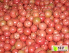 山东费县鸿远果蔬批发市场西红柿供应