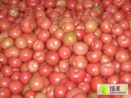 2014年山东费县硬粉价格