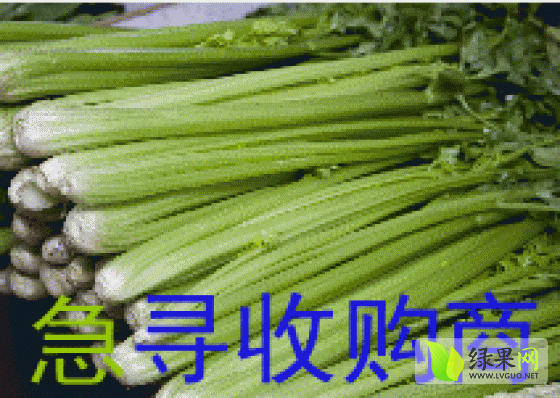 2014年河北永年法国皇后芹菜价格