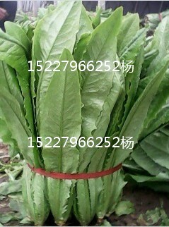 2014年河北永年无斑油麦菜价格