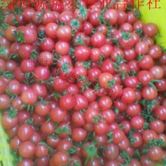 陕西泾阳绿恒源 圣女果